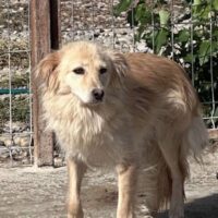 BALOU