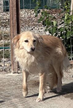 BALOU
