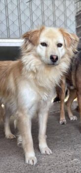 BALOU