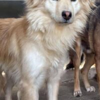 BALOU