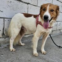 JASON - geb. 2022 - 🎥mit Video🎥