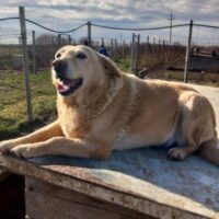 BEBI - Traumhündin such ihr Für-immer-Zuhause!