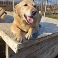 BEBI - eine wunderbare Hundedame!