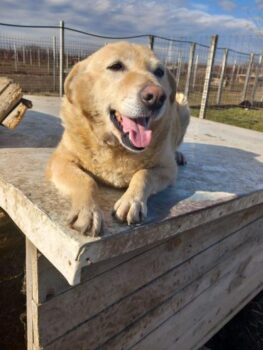 BEBI - eine wunderbare Hundedame!