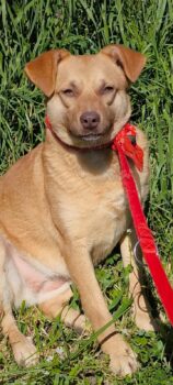 ELZA, 1 J./2 Mon. alte liebe Kuschelhündin, toll mit anderen Hunden, Katzen, Kindern