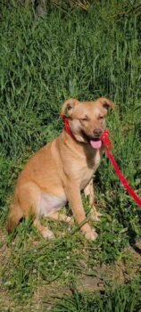 ELZA, 1 J./2 Mon. alte liebe Kuschelhündin, toll mit anderen Hunden, Katzen, Kindern