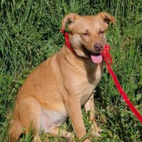 ELZA, 1 J./2 Mon. alte liebe Kuschelhündin, toll mit anderen Hunden, Katzen, Kindern