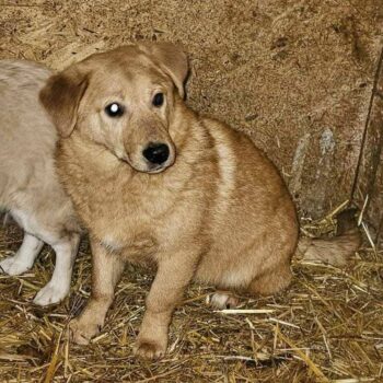 KALEI - geb.08/2023 - nur 40/45 cm groß