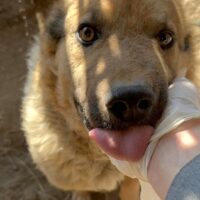 ROBI - ‼️Zuhause oder Pflegestelle gesucht‼️
