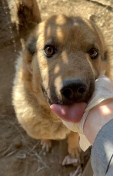 ROBI - ‼️Zuhause oder Pflegestelle gesucht‼️