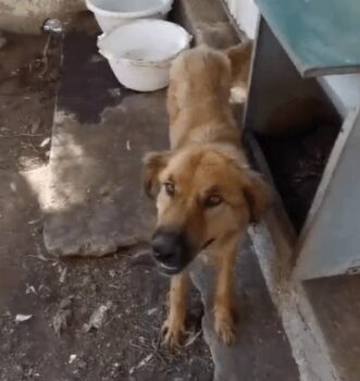 Laika - geb. 2024