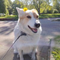 Naida: freundliche Stadthündin, leinenführig, verträgl. mit Hunden & Katzen, liebt Kinder (2 VIDEOS)