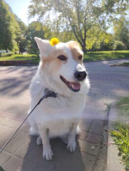 Naida: freundliche Stadthündin, leinenführig, verträgl. mit Hunden & Katzen, liebt Kinder (2 VIDEOS)