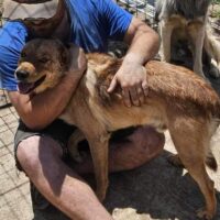 Carol - geb. 11/2021