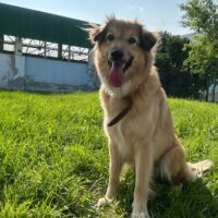 Lesey - 1 bis 2 Jahre alt - 45 cm - mit vielen Videos!