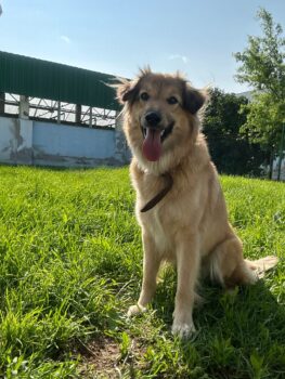 Lesey - 1 bis 2 Jahre alt - 45 cm - mit vielen Videos!