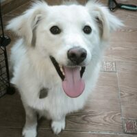 ‼️Zuhause für Benny gesucht‼️ Auf Pflegestelle / 1 Jahr / ca. 40-45cm / mit VIDEO!