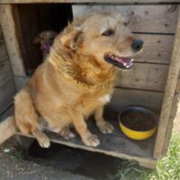MILO - ein wunderbarer Sonnenschein auf vier Pfoten! (mit 4 VIDEOS)