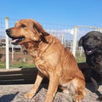 ZULE - ein traumhafter Herzenshund sucht sein Glück (mit VIDEO)