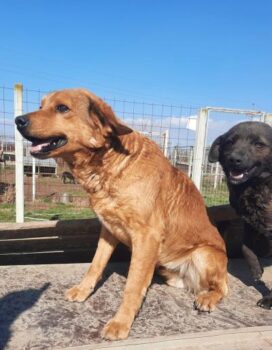 ZULE - ein traumhafter Herzenshund sucht sein Glück (mit VIDEO)