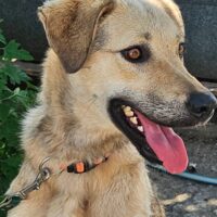 ELIS, 2 J. altes, unternehmungslustiges, kinder-, katzen- und hundefreundliches Mix-Mädchen