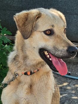 ELIS, 2 J. altes, unternehmungslustiges, kinder-, katzen- und hundefreundliches Mix-Mädchen