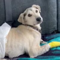 😭Bimka braucht ein Zuhause - ca. 1 Jahr alt / 40 cm😭mit VIDEOS