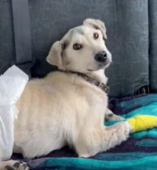 😭Bimka braucht ein Zuhause - ca. 1 Jahr alt / 40 cm😭mit VIDEOS