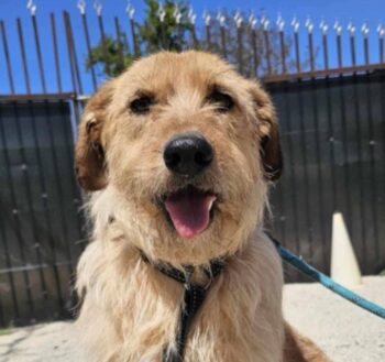 Willow💔geb. 04/2022