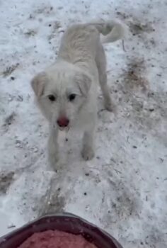 Misha - Rüde - ca. 2 Jahre - mit VIDEOS