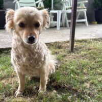 Danut, Rüde, Geb: Juli 2020, ca. 40 cm, kastriert (mit VIDEOS)