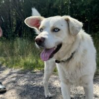 LEO - mit blauen Augen - mit VIDEOS!
