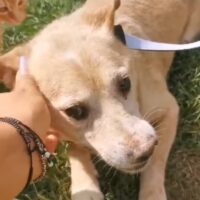 Larry💔DRINGEND! GNADENPLATZ GESUCHT‼️Er soll nicht im Hundelager sterben (mit VIDEO)