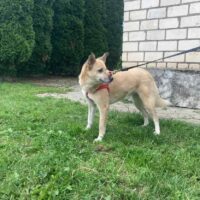 BRITA❤️‍🩹Zuhause gesucht❤️‍🩹45cm / 2 Jahre / kennt Katzen / mit VIDEOS