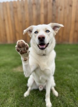 LEO - mit blauen Augen - mit VIDEOS!