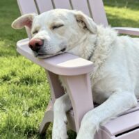 LEO - mit blauen Augen - mit VIDEOS!