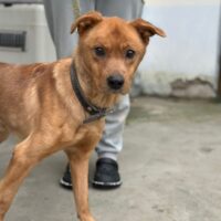 Tötungshund Nuts braucht dringend ein Zuhause (mit VIDEOS)