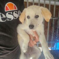 Mama Lulu und ihre 8 Welpen in Rosiori Shelter ohne Zukunft und Futter