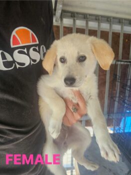 Mama Lulu und ihre 8 Welpen in Rosiori Shelter ohne Zukunft und Futter