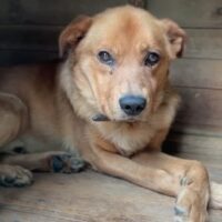 Tötungshund Nuts braucht dringend ein Zuhause (mit VIDEOS)