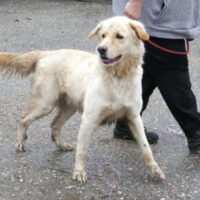 Archy – geb. 06/2022 - freundlich, ruhig (mit VIDEOS)