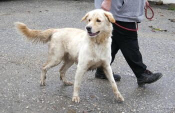 Archy – geb. 06/2022 - freundlich, ruhig (mit VIDEOS)