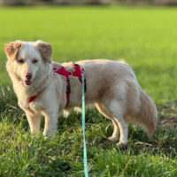 Fabricia (weibl., geb. ca. Mai 2023) - auf Pflegestelle in Deutschland