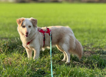 Fabricia (weibl., geb. ca. Mai 2023) - auf Pflegestelle in Deutschland