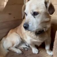 WINSTON - zum Sterben zurückgelassen... (mit VIDEOS)