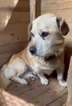 WINSTON - zum Sterben zurückgelassen... (mit VIDEOS)