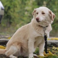 Fabricia (weibl., geb. ca. Mai 2023)