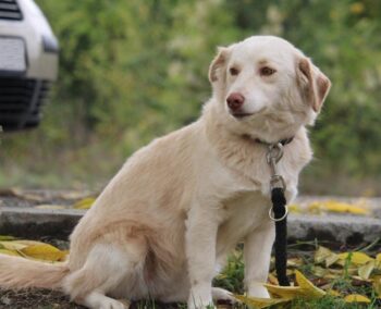 Fabricia (weibl., geb. ca. Mai 2023)