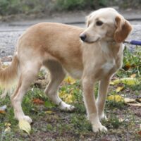 Matila (weibl., geb. ca. April 2024)