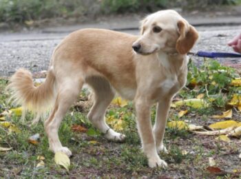 Matila (weibl., geb. ca. April 2024)